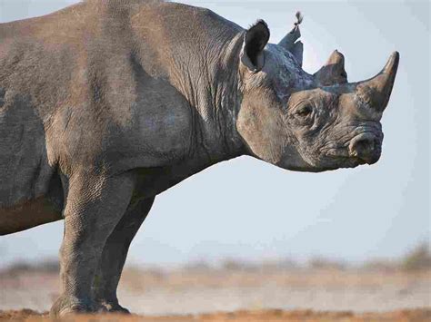 permit  hunt  kill  black rhino sold      npr