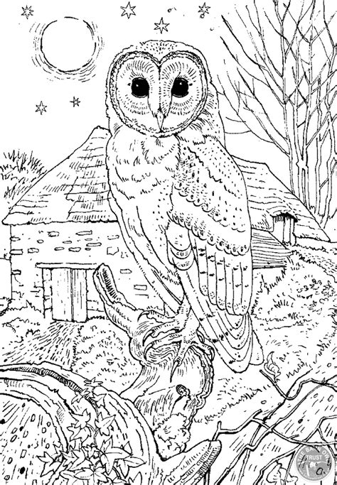 barn owl colouring page  barn owl trust