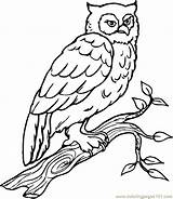 Owl Printable Bird Coloring Library Clipart Pages Drawing Clip sketch template