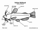 Fish Label Parts Diagram Coloring Bullhead Pages Yellow Searches Worksheet Recent sketch template