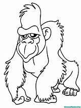 Ape Gorila Apes Gorilla Mewarnai Sketsa Head Gordo Mewarnaigambar Tarzan Utan Hutan Rainforest Coloringbay Menggambar Jirafa sketch template