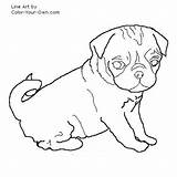 Coloring Pages Pug Puppy Pugs Dog Baby Puppies Print Drawing Color Tulip Printable Nature Detail Colouring Searches Related Kids Hat sketch template