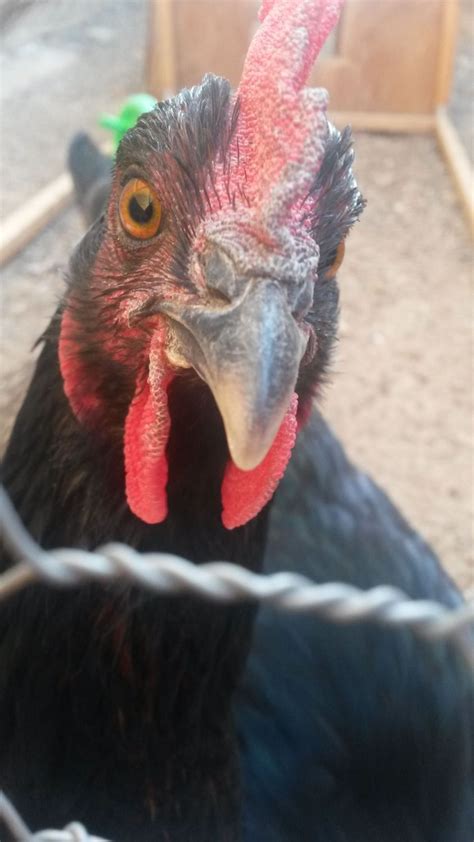 black sex link hen or rooster backyard chickens learn how to raise