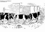 Coloring Cows Large sketch template