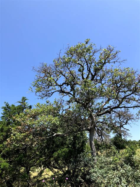 oak wilt symptoms  white oaks arborcare  consulting