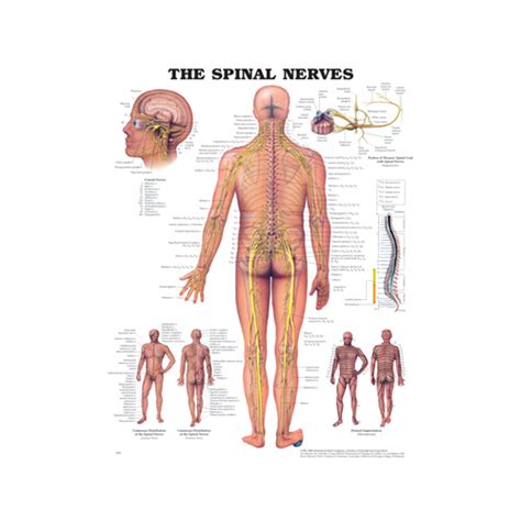 anatomical chart the spinal nerves