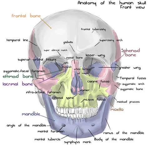 annotated human skull anatomy front view  shevans  deviantart