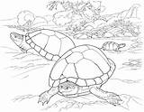 Coloring Pages Desert Turtle Tortoise Animals Turtles Animal Printable Color Kids Southwest Deserts Reptile Timid Sandy Lives Beach Main Supercoloring sketch template