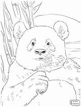 Panda Bamboo Coloring Eating Pages Drawing Getdrawings Giant sketch template