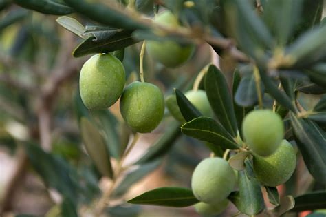 green olives   tree copyright  photo   vorel libreshot