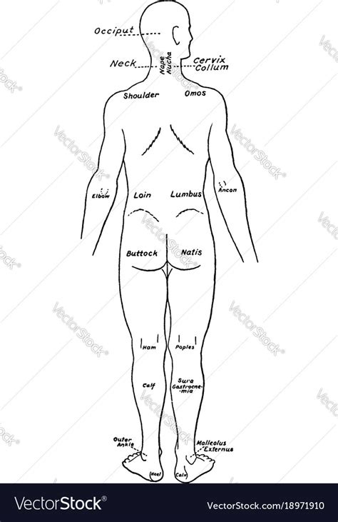 view   parts   human body labeled vector image