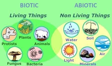 abiotic factor definition meaning dictionarycom