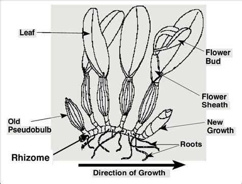 sympodial orchid growth  scientific diagram