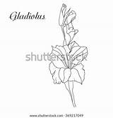 Gladiolus Vector Coloring sketch template