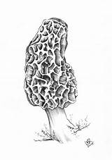 Mushroom Sponge Mushrooms sketch template