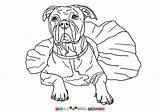 Bull Terrier Coloring Pages Pit American Getcolorings Color Getdrawings sketch template