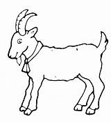 Goat Coloring Pages Goats Sheep sketch template