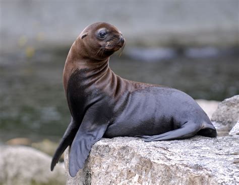 emmense zeeleeuw verhuist naar australi zeeleeuwen dieren mooi dieren en huisdieren