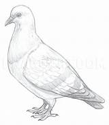 Pigeon Pigeons Drawings Birds Dragoart sketch template