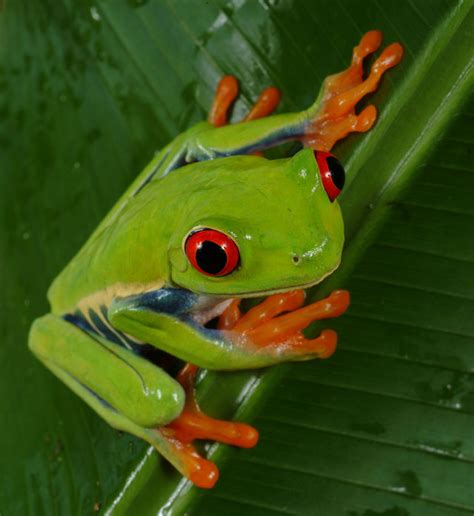 tree frog  life  animals