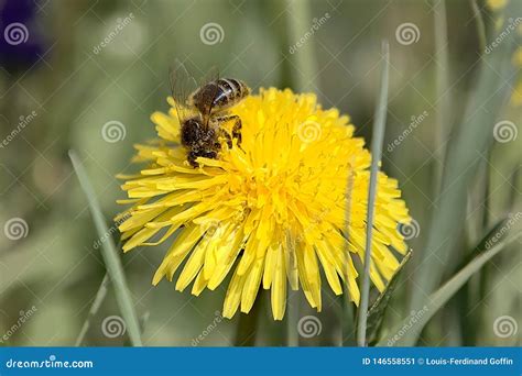 worker bee covered  pollen grains stock image image  meadow