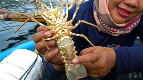 masak udang lobster ukuran jumbo hasil berburu  laut youtube