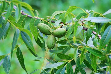 great types  pecan trees progardentips