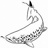 Trout Fishing Fly Tattoo Clip Drawing Brook Fish Clipart Drawings Fisherman Getdrawings Tattoos Visit Clipground Choose Board Explore Flyfish sketch template