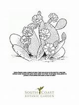 Cactus Blossoms Seeds Southcoastbotanicgarden sketch template