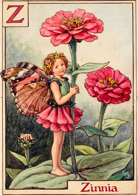 zinnia fairy flower fairies