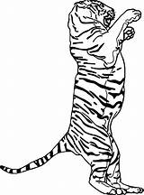 Coloring Pages Foot Footprint Track Animal Tiger Two Getcolorings Printable Wecoloringpage Getdrawings Color Colorings sketch template