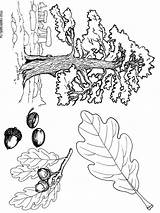 Coloring Oak Pages Tree sketch template