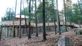 pin  orangepigtail  pine tree camp tree camping tree tree house