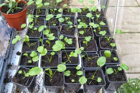 grow delphiniums  seed  garden  eaden