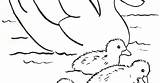 Coloring Duck Family Ducks sketch template