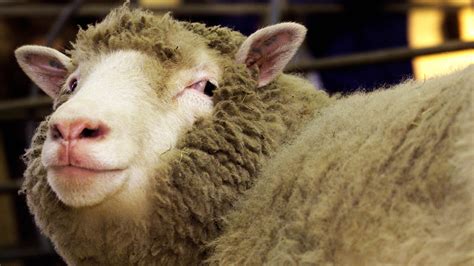 dolly the sheep s clone sisters are healthy in old age fox news