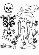 Body Coloring Human Pages Library Clipart Halloween Crafts sketch template