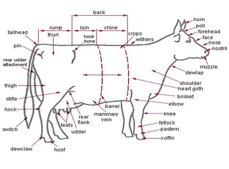 anatomy external parts   dairy   bull pinterest  livestock  cattle