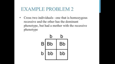 punnett square practice problems simple youtube