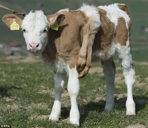 Lilli The Cow With Six Legs Has Surgery To Remove Extra