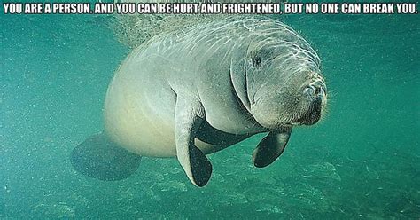 sometimes you just need a positive manatee album on imgur