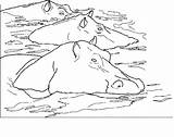 Nilpferd Nijlpaarden Colorare Coloriages Kleurplaat Mewarnai Malvorlagen Hippopotame Kuda Nil Dieren Ippopotami Colorat Animasi Hippopotames Nijlpaard Animierte Bergerak Hipopotam Ausmalbild sketch template