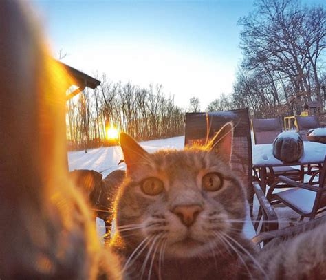 this cute cat showed everyone how to take the best selfies
