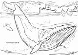 Blauwal Whale Malvorlage Wale Ausmalbild Coloringbay Ausmalen Dolphins sketch template