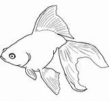 Coloring Angel Fish Getdrawings sketch template