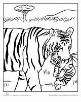 Tiger Coloring Pages Baby Animal Mama Cubs Kids Colouring Tigers Printables Adult Sheets Drawing Drawings Mother Animals Sleeping Five Big sketch template