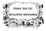 Kukui Oil Nut Herbs Mountain Following Rose Information sketch template