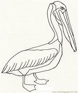 Pelican Coloring Printable Pelicans Pages Color Birds Paintings Animal Choose Board Library sketch template