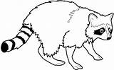 Mapache Raton Colorat Animales Racoon Planse sketch template