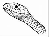 Snake Realistic Drawing Coloring Pages Getdrawings Animal sketch template